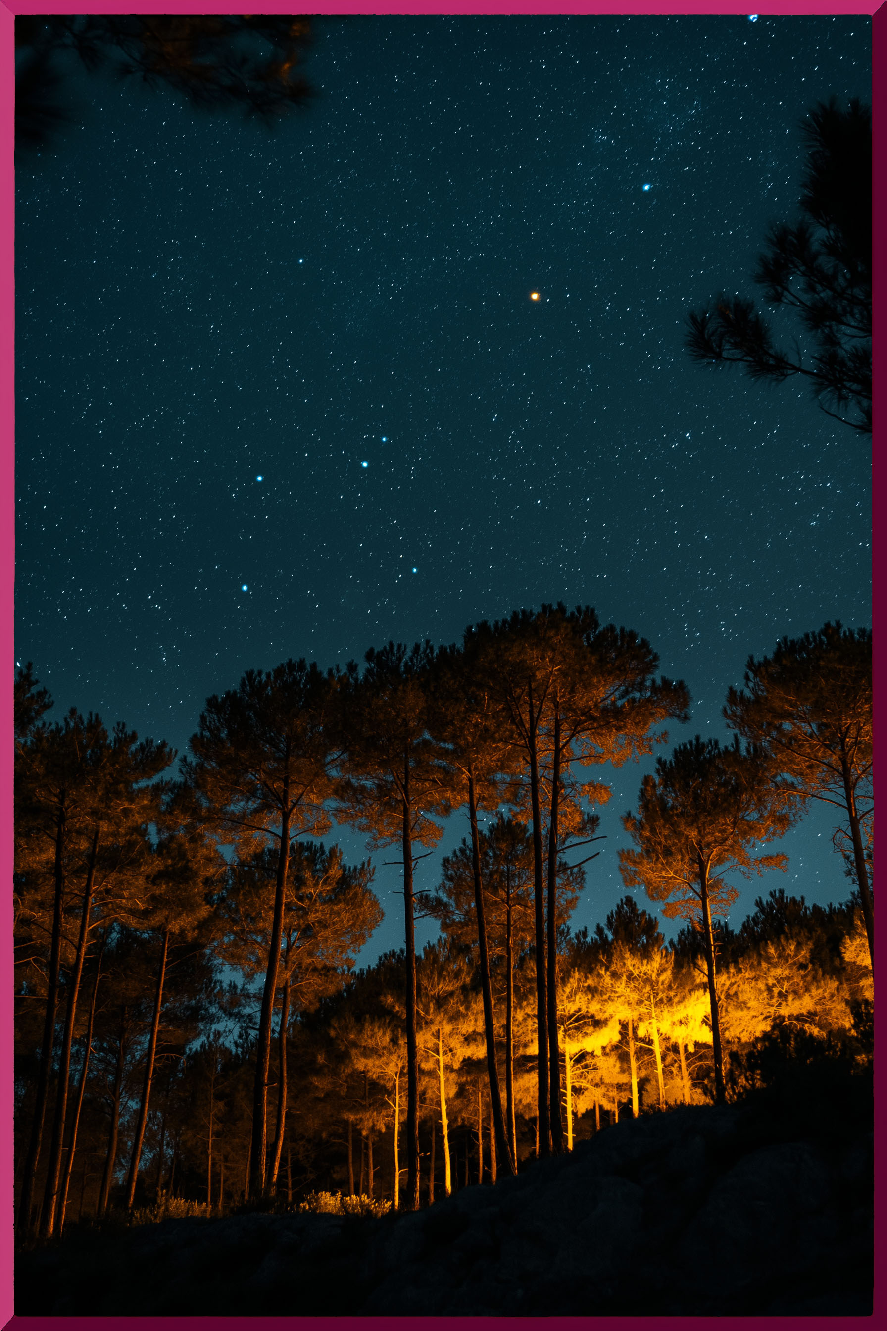 Nuits des Forêts
